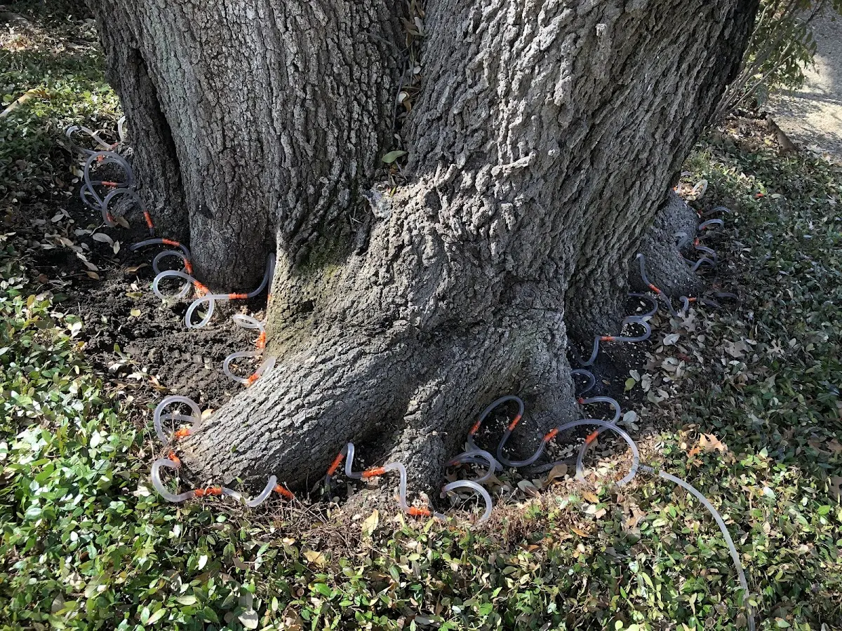 Detailed Tree Cabling and Bracing job site in New Wilmington