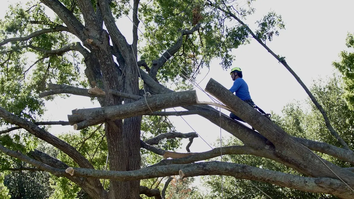 Professional Hazardous Tree Removal performed by certified arborists in New Wilmington